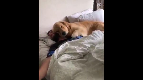 Dog on TV - Image 2