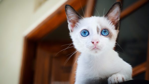 Kitten Screensaver - Image 3